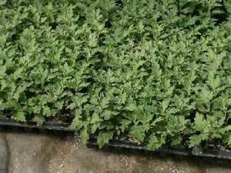穴盘育苗盘穴盘营养钵塑料蔬菜瓜果苗加厚穴盘