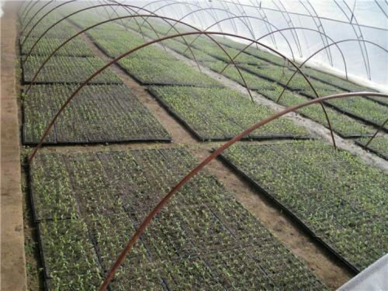 穴盘育苗盘穴盘营养钵塑料蔬菜瓜果苗加厚穴盘