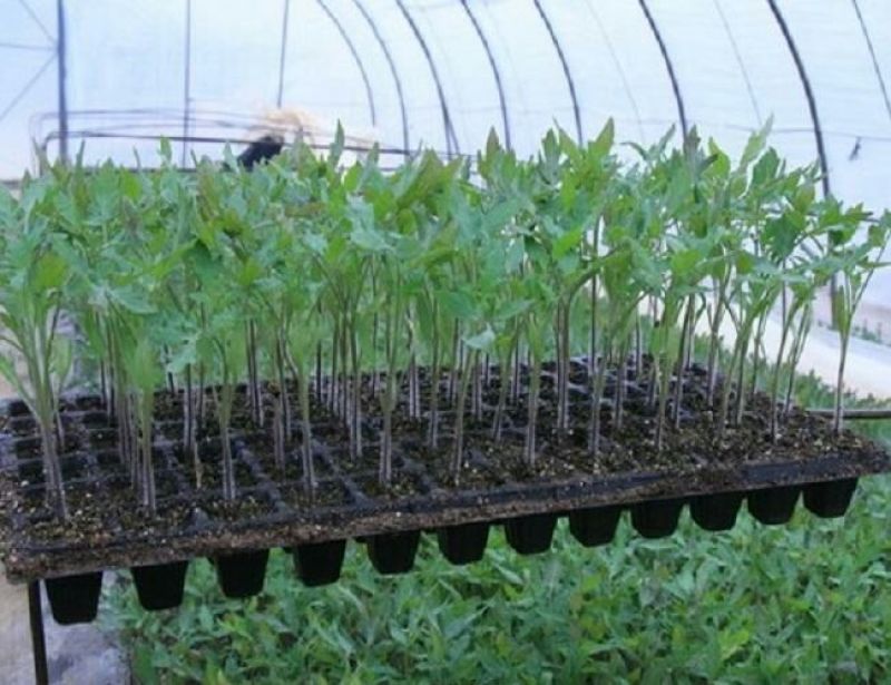 穴盘育苗盘穴盘营养钵塑料蔬菜瓜果苗加厚穴盘