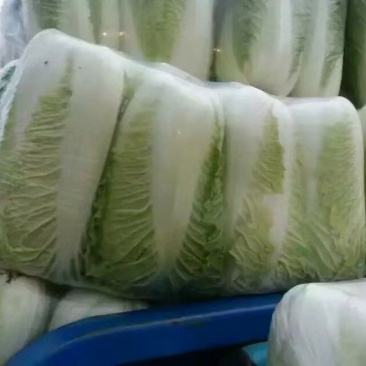 北京新三号北京三号，白菜，净菜4~6斤大量供应，质量