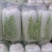 北京新三号北京三号，白菜，净菜4~6斤大量供应，质量