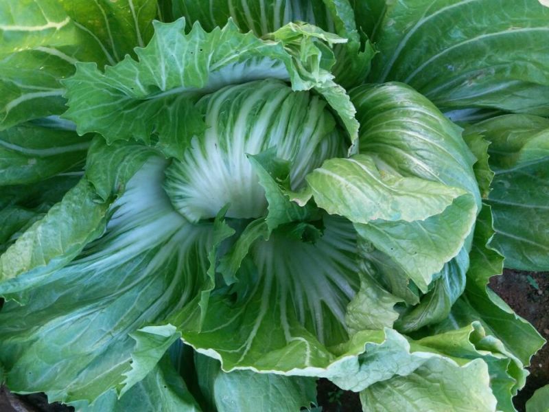 包心芥菜5两以上
