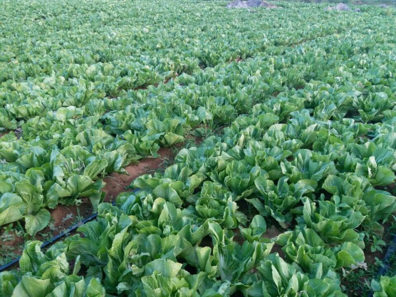 包心芥菜5两以上