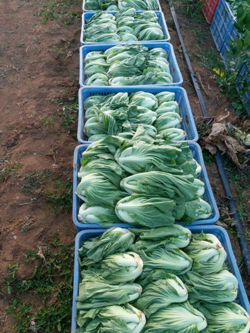 包心芥菜5两以上