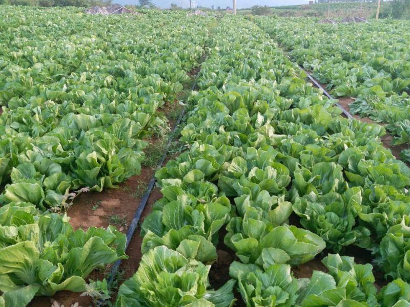 包心芥菜5两以上