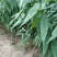 沂蒙霜红桃树苗桃树苗育苗基地桃树苗新品种晚熟品种桃树苗