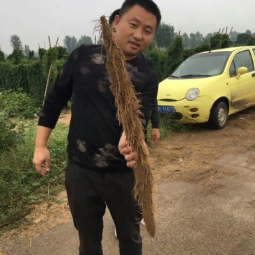 山药3~4厘米特级手捡70~90厘米