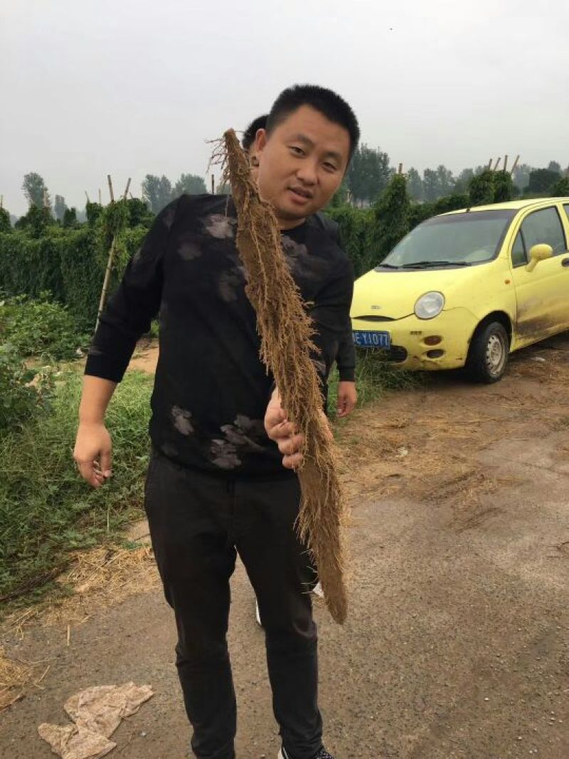 山药3~4厘米特级手捡70~90厘米