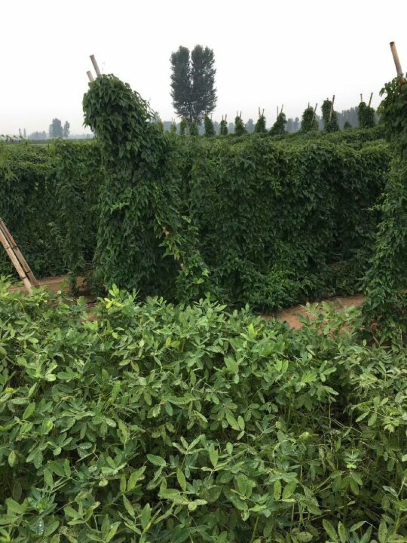 山药3~4厘米特级手捡70~90厘米