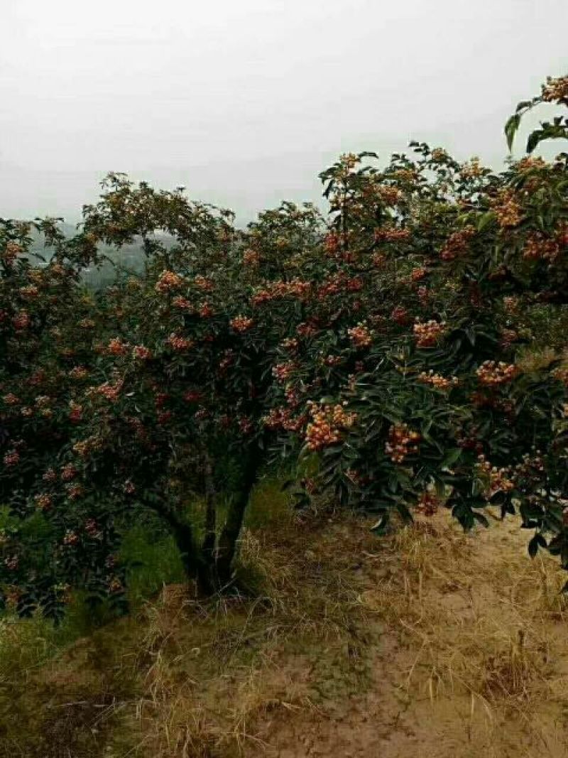 花椒苗1~2年