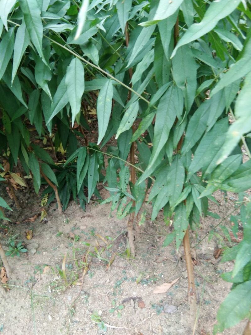 毛桃树苗桃树实生苗桃树原苗嫁接品种砧木桃树苗