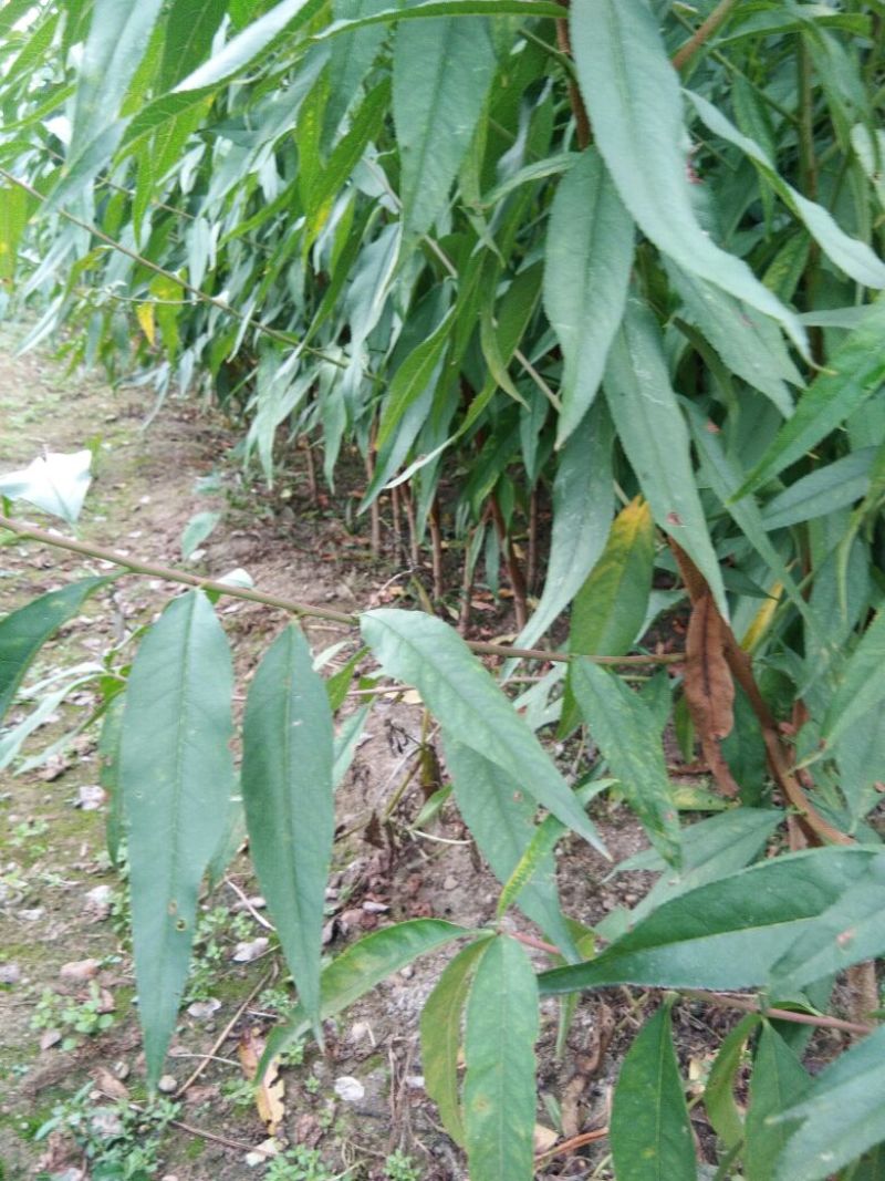 毛桃树苗桃树实生苗桃树原苗嫁接品种砧木桃树苗