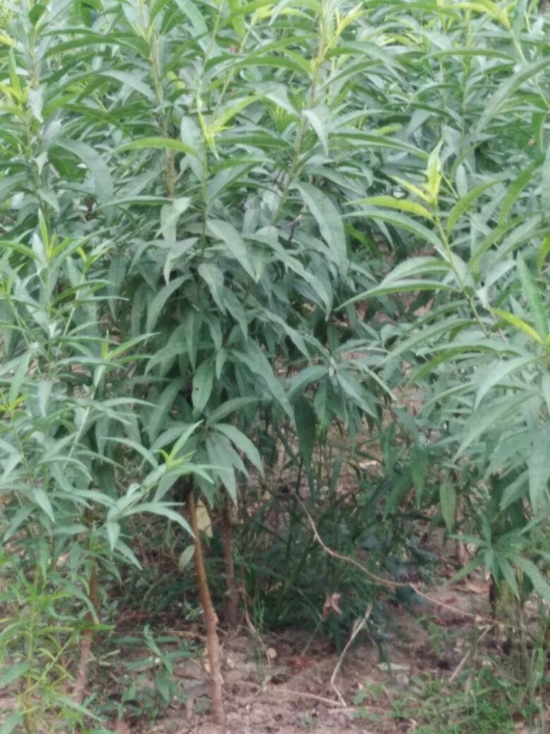 毛桃树苗桃树实生苗桃树原苗嫁接品种砧木桃树苗