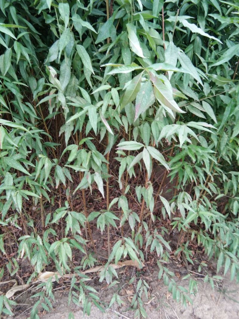 毛桃树苗桃树实生苗桃树原苗嫁接品种砧木桃树苗