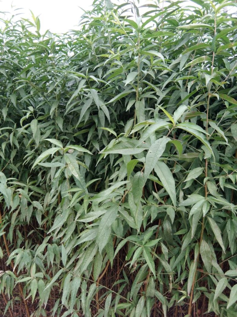 毛桃树苗桃树实生苗桃树原苗嫁接品种砧木桃树苗