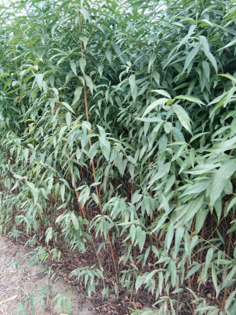 毛桃树苗桃树实生苗桃树原苗嫁接品种砧木桃树苗