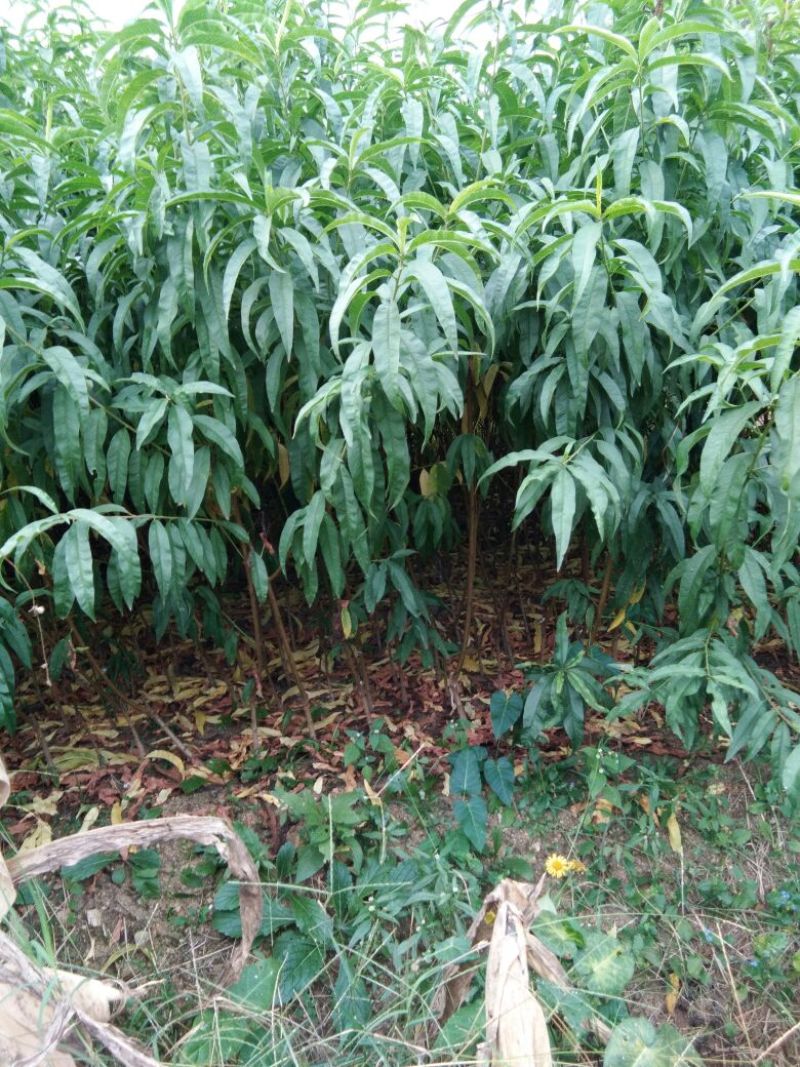 毛桃树苗桃树实生苗桃树原苗嫁接品种砧木桃树苗
