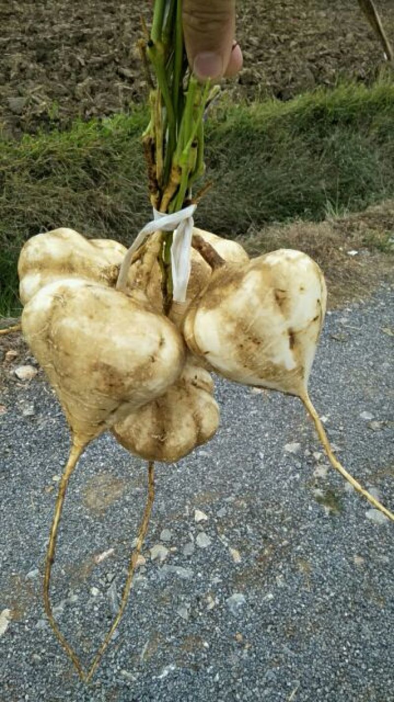 凉薯500~1000g