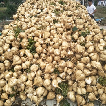 凉薯500~1000g
