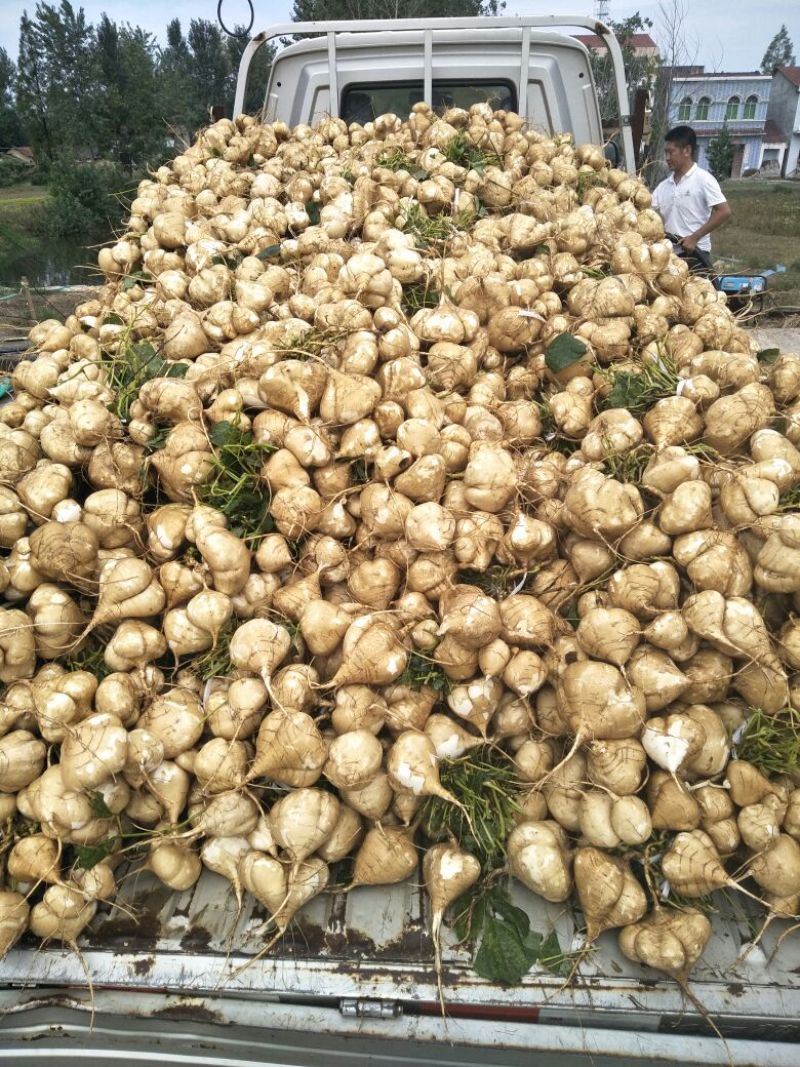 凉薯500~1000g