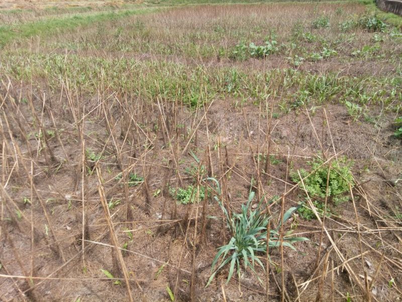 鲜百合独头药食两用