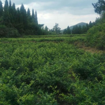 藤茶一级