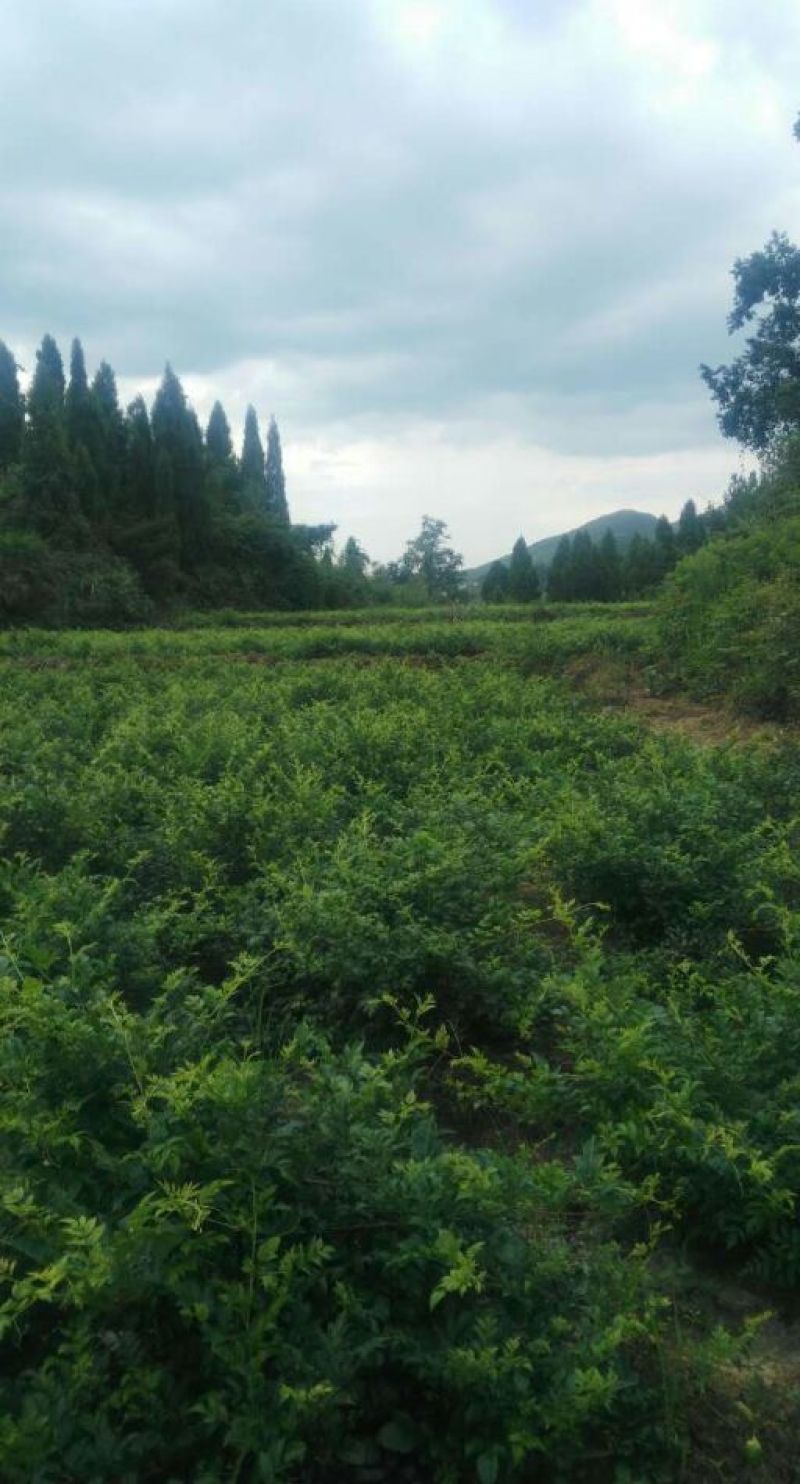 藤茶一级