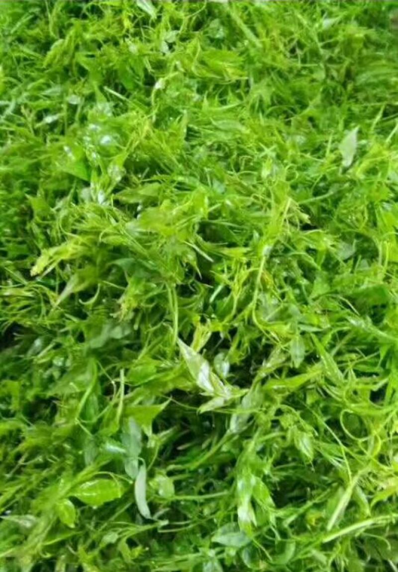 藤茶一级