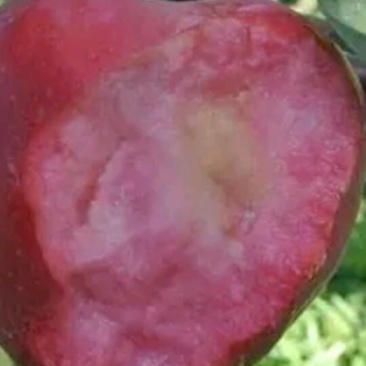 红肉苹果苗,红肉苹果树苗,瑞士红肉苹果苗,119-06