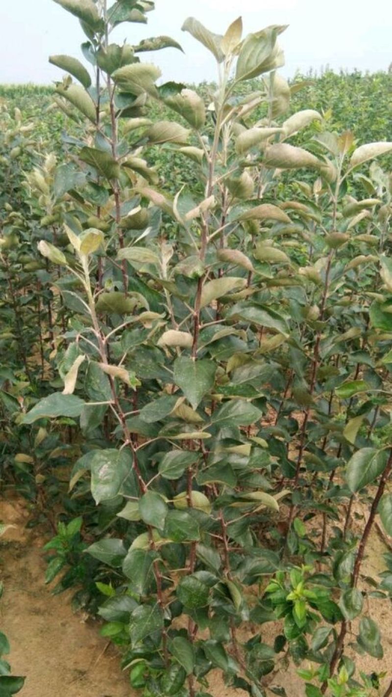 红肉苹果苗，红肉苹果树苗，瑞士红肉苹果苗，119-06