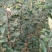 红肉苹果苗,红肉苹果树苗,瑞士红肉苹果苗,119-06