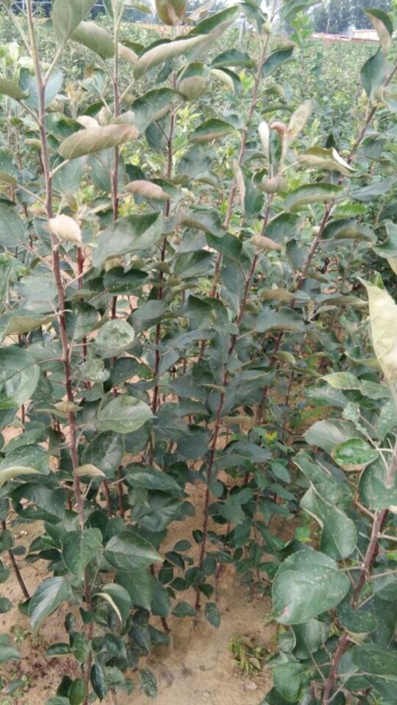 红肉苹果苗，红肉苹果树苗，瑞士红肉苹果苗，119-06
