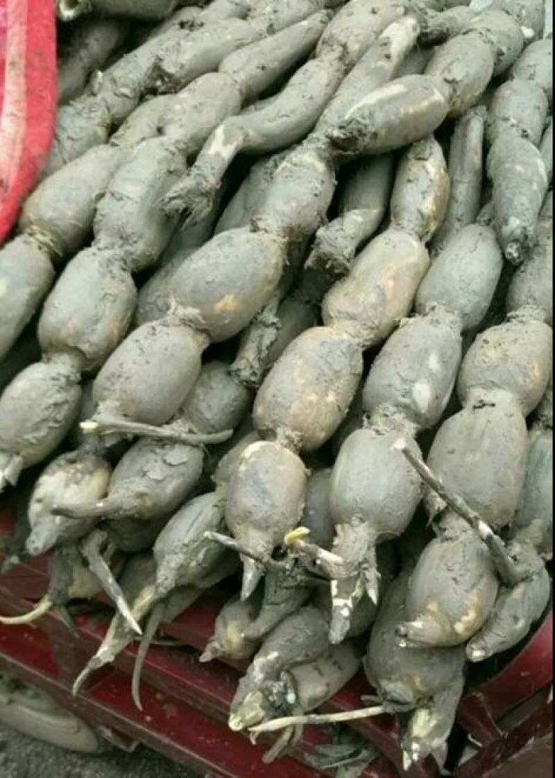 云南数万亩精品早莲藕质量特好全国发货保质保量。