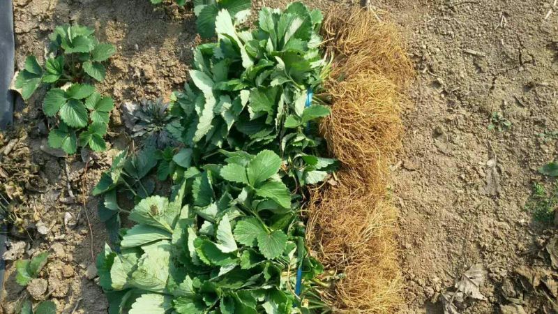 草莓苗20~30cm