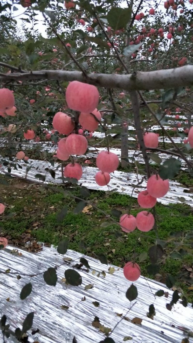水晶富士苹果70mm以上纸袋