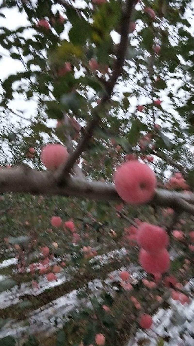 水晶富士苹果70mm以上纸袋