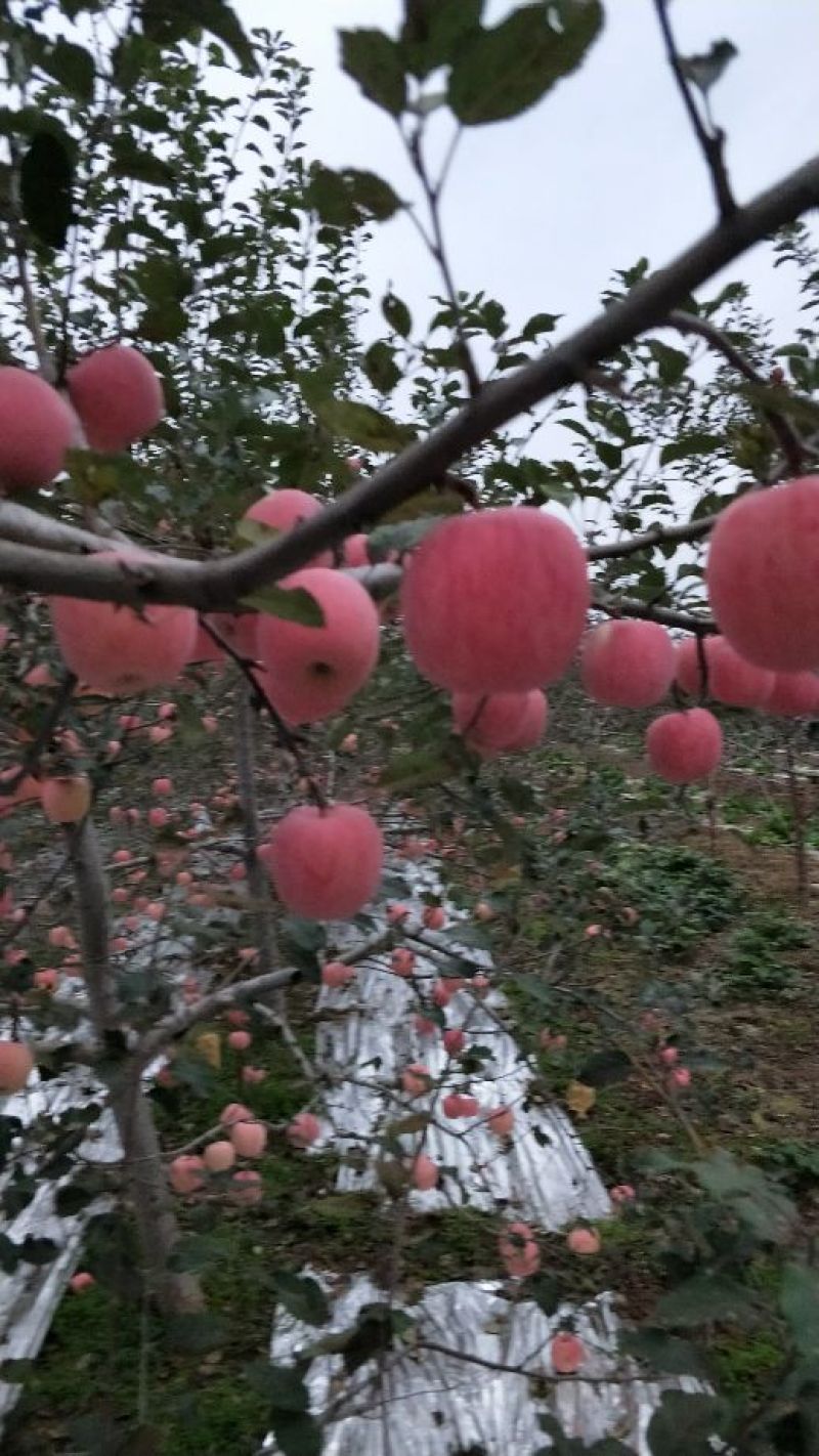 水晶富士苹果70mm以上纸袋