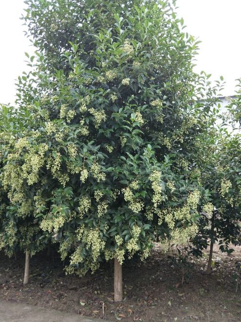大叶女贞12~14cm