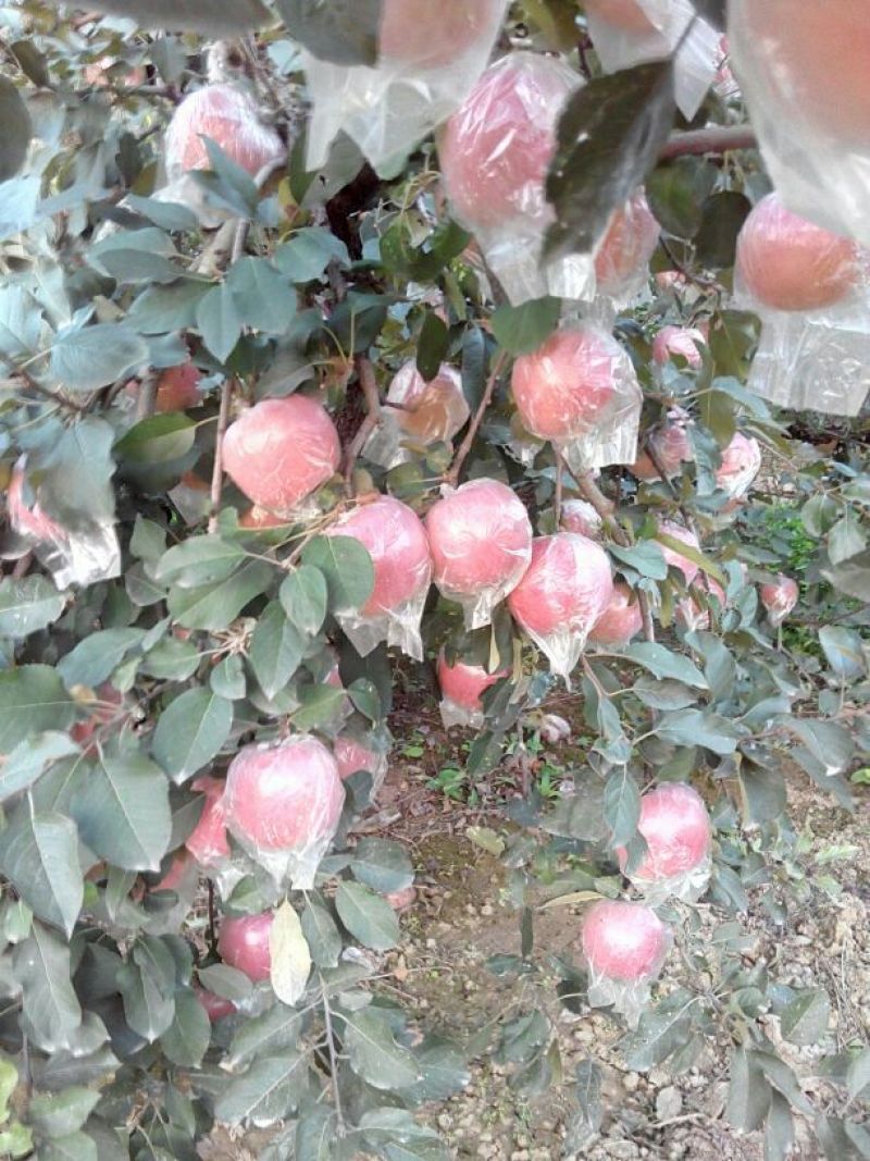 红富士苹果，长枝富士，短枝富士，膜袋红富士苹果上市中