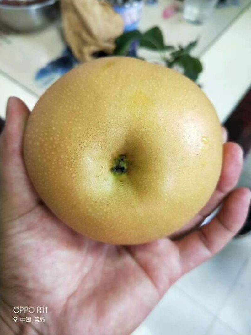 【热卖中】丰水梨糖分足脆甜多汁皮薄个头大价格便宜