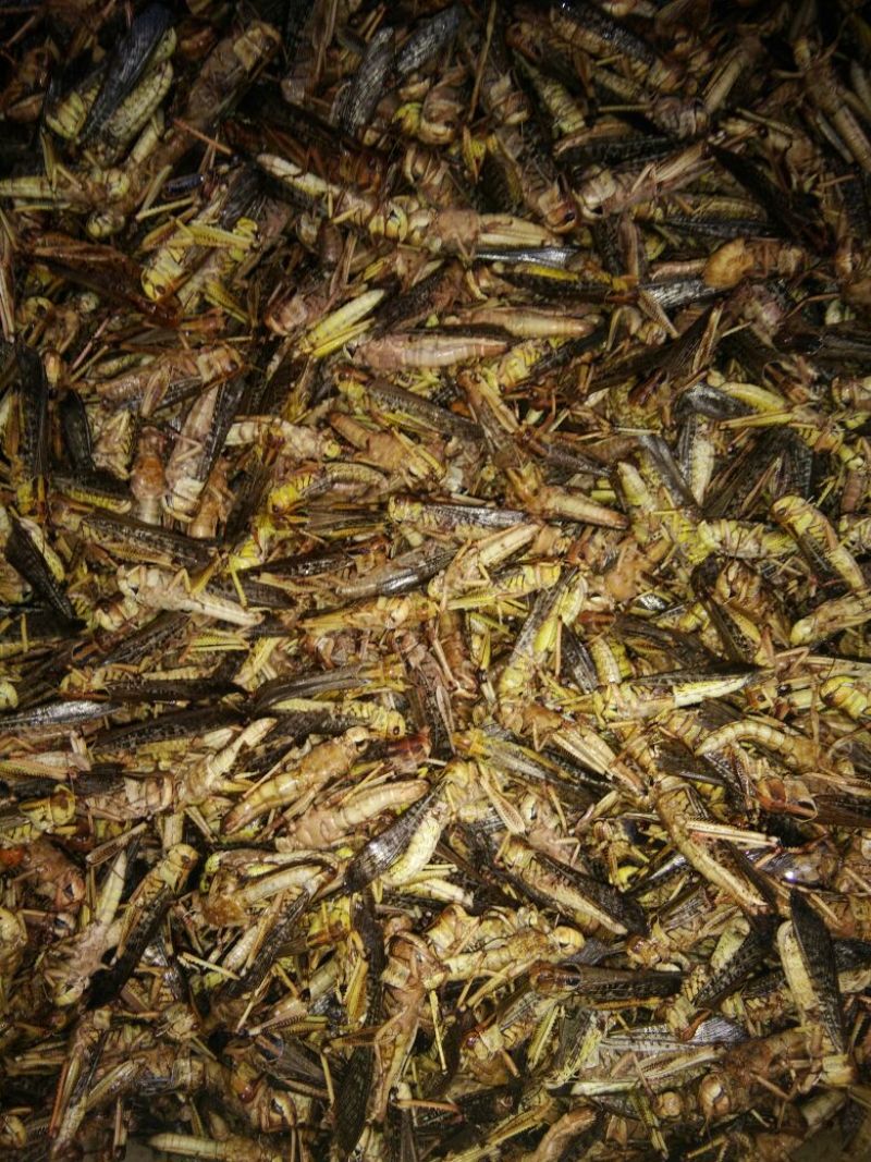 东亚飞蝗食用
