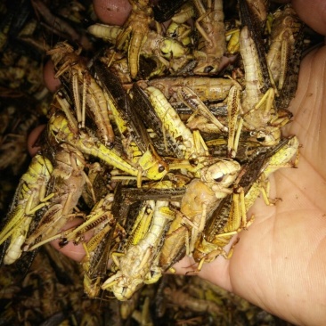 东亚飞蝗食用