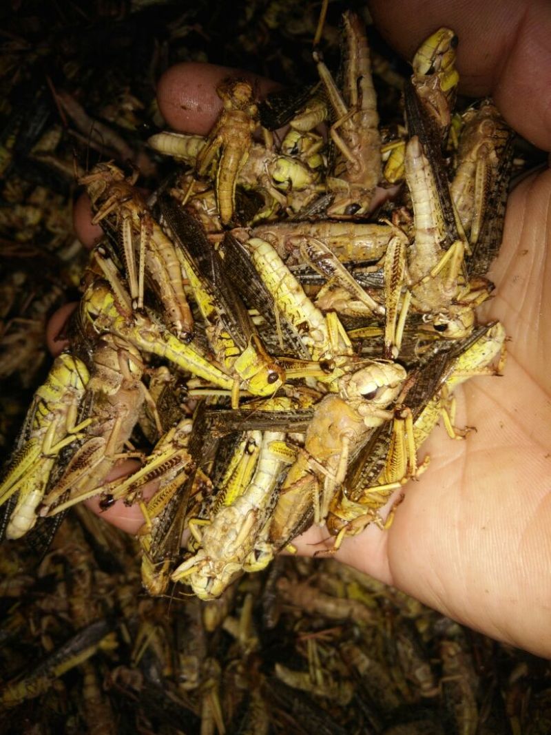东亚飞蝗食用