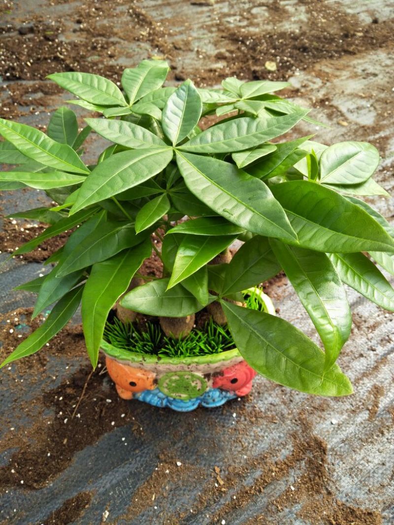 发财树带盆栽好