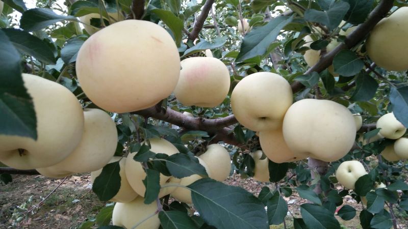 红富士苹果75mm以上纸袋