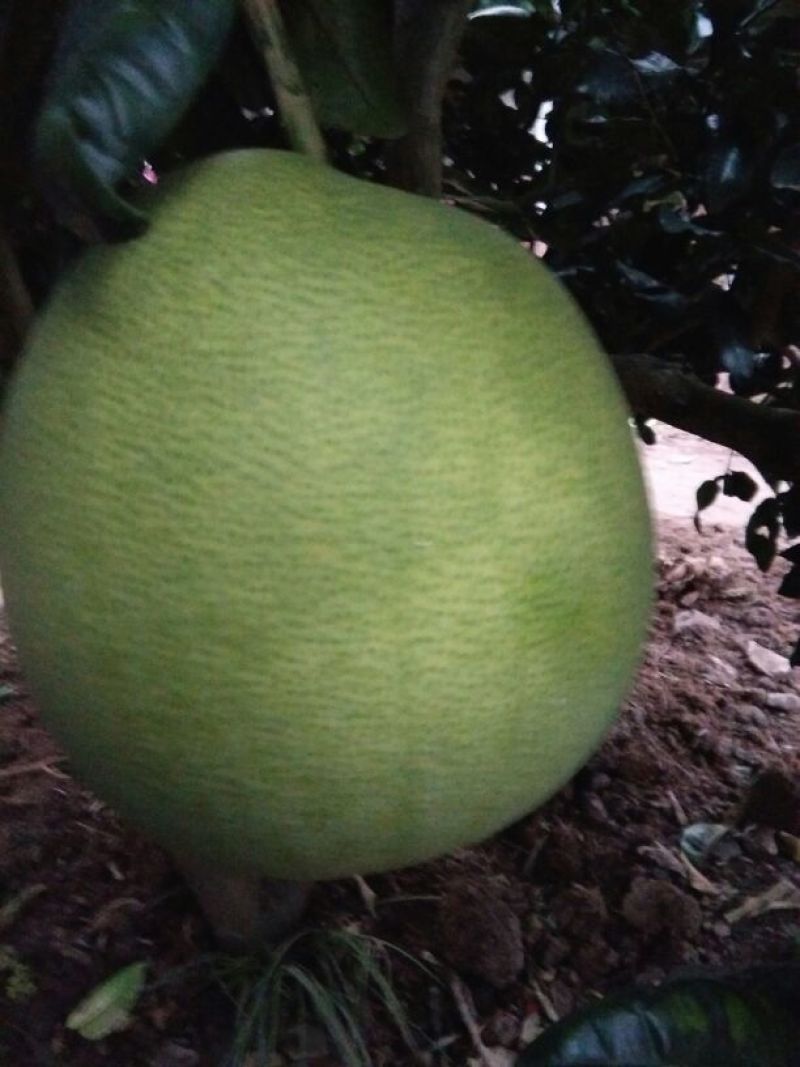 核桃苗一年苗50~100cm