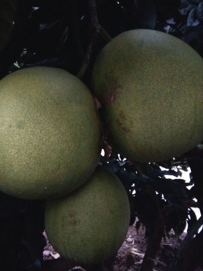 梨树苗1cm以下30~50cm