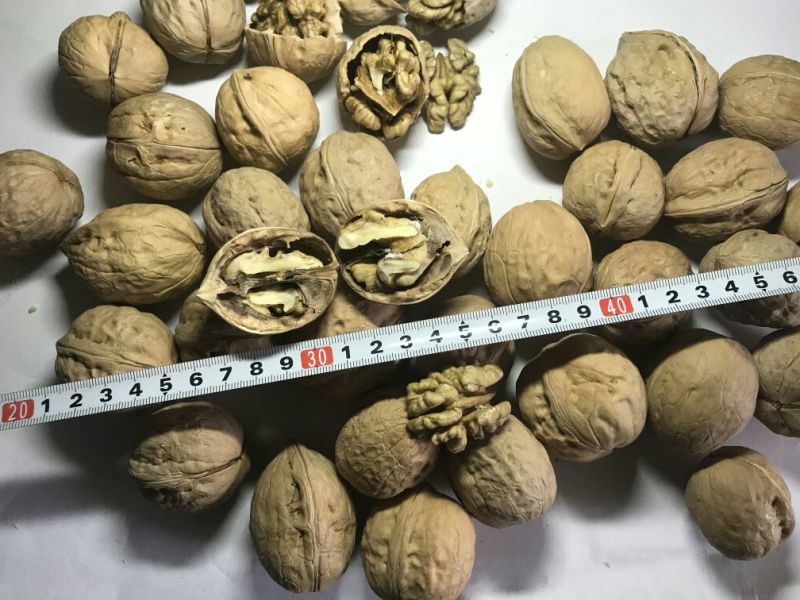 长期供货2024年新疆和田薄皮中果大果70斤袋装