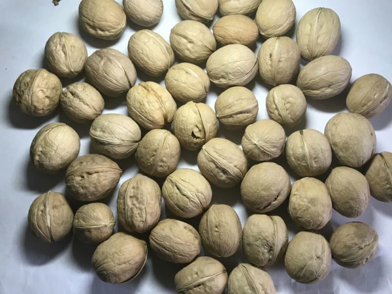 一件代发新疆纸皮新2核桃纸皮33阿克苏185核桃