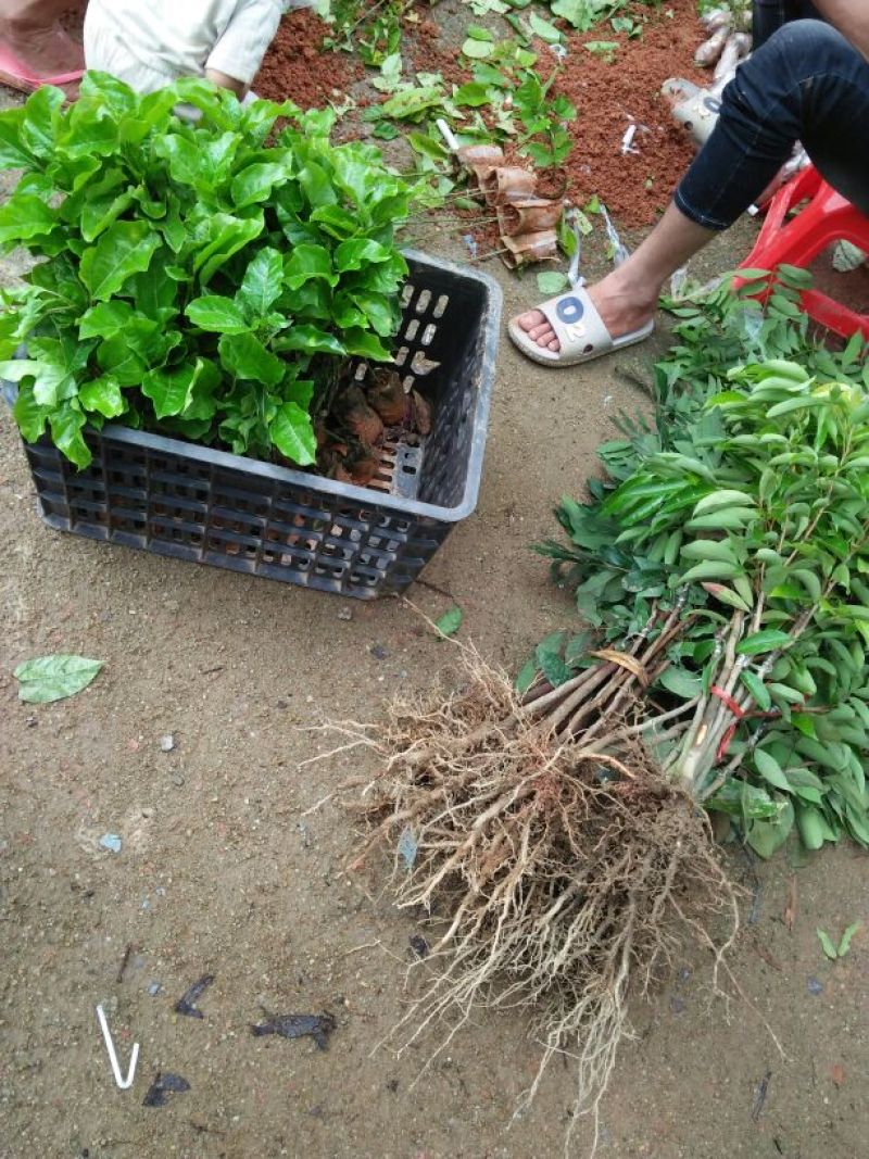 百香果苗紫香，黄金百香果苗